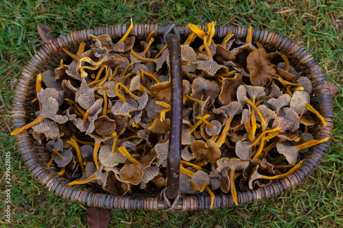 Close up of a basket filled with Yellowfoot mushrooms, Craterellus tubaeformis (formerly Cantharellus tubaeformis), after a successfull harvest in a Swedish forest. 