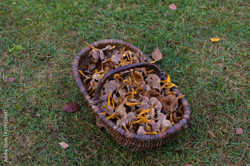 Basket filled with Yellowfoot mushrooms, Craterellus tubaeformis (formerly Cantharellus tubaeformis), standing alone on grass.