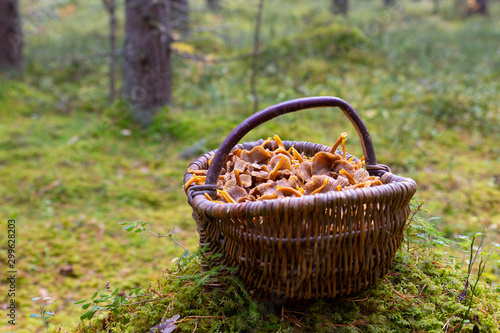 Basket filled with winter chanterelle mushrooms (Craterellus tubaeformis) standing in the grass inside a Swedish forest after a succesfull harvest a warm autumn day. 