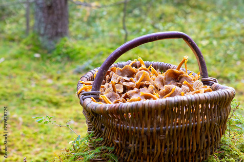 Basket filled with winter chanterelle mushrooms (Craterellus tubaeformis) standing in the grass inside a Swedish forest after a succesfull harvest a warm autumn day. 
