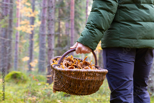 Close up of a person holding a basket filled with Yellowfoot (Craterellus tubaeformis) mushrooms after a successful harvest during autumn in a Swedish forest.  photo