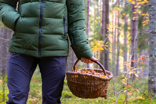 Close up of a person holding a basket filled with Yellowfoot (Craterellus tubaeformis) mushrooms after a successful harvest during autumn in a Swedish forest. 