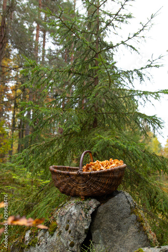 Chanterelles in a basket after a successful harvest in a Swedish forest.