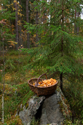 Chanterelles in a basket after a successful harvest in a Swedish forest.