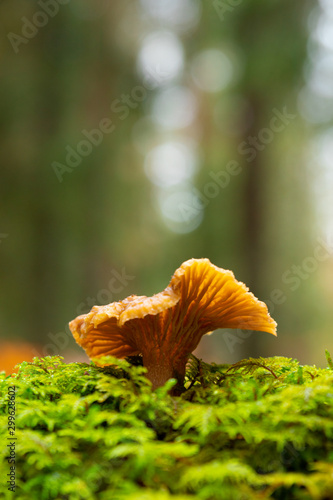 Single Yellow foot, winter mushrooms (Craterellus tubaeformis) growing on moss inside a Swedish forest isolated with shallow depth of field. 