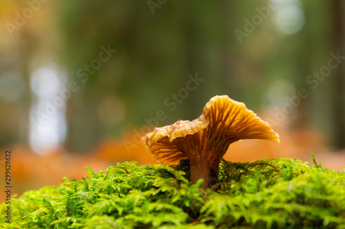 A single Yellow foot, winter mushrooms (Craterellus tubaeformis) growing on moss inside a Swedish forest isolated with shallow depth of field. 