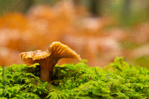 A single Yellow foot, winter mushrooms (Craterellus tubaeformis) growing on moss inside a Swedish forest isolated with shallow depth of field. 
