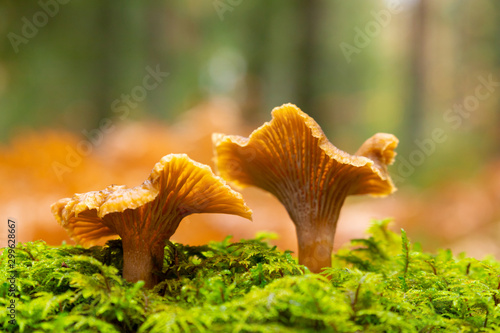 Two Yellow foot, winter mushrooms (Craterellus tubaeformis) growing on moss inside a Swedish forest isolated with shallow depth of field. 