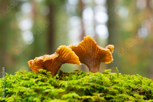 Two Yellow foot, winter mushrooms (Craterellus tubaeformis) growing on moss inside a Swedish forest isolated with shallow depth of field. 