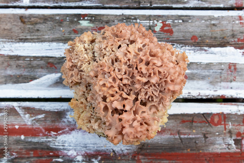 Cauliflower fungus (Sparassis crispa) isolated against a wooden background.