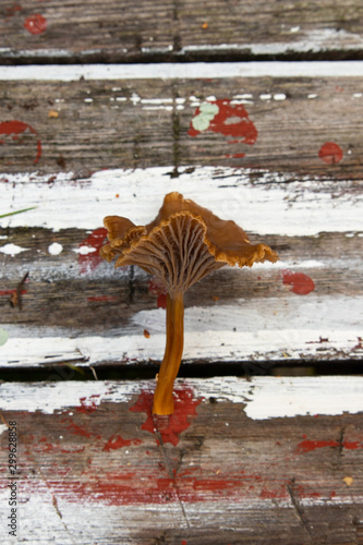 A single Yellowfoot mushroom, Craterellus tubaeformis (formerly Cantharellus tubaeformis) laying on a wooden background. 