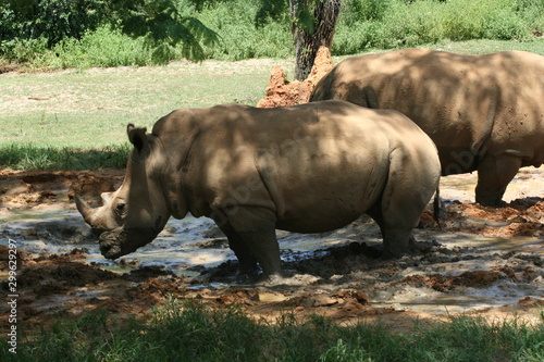 rhinoceros stuck in the mud