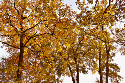 Herbstfärbung in den Bäumen, goldener Oktober, Baumkronen im Herbst, Eichen, gelb gold Färbung