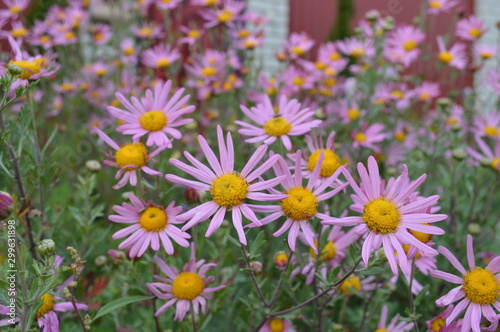 field of daisies