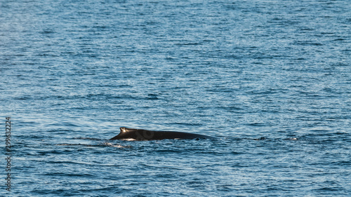 Humpback whale diving,Megaptera novaeangliae,Antártica.