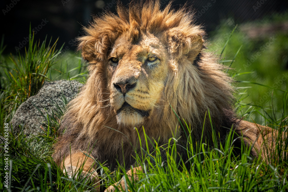 A male lion with a long mane sits in the long grass watching. A male lion with a long mane sits in the long grass watching.