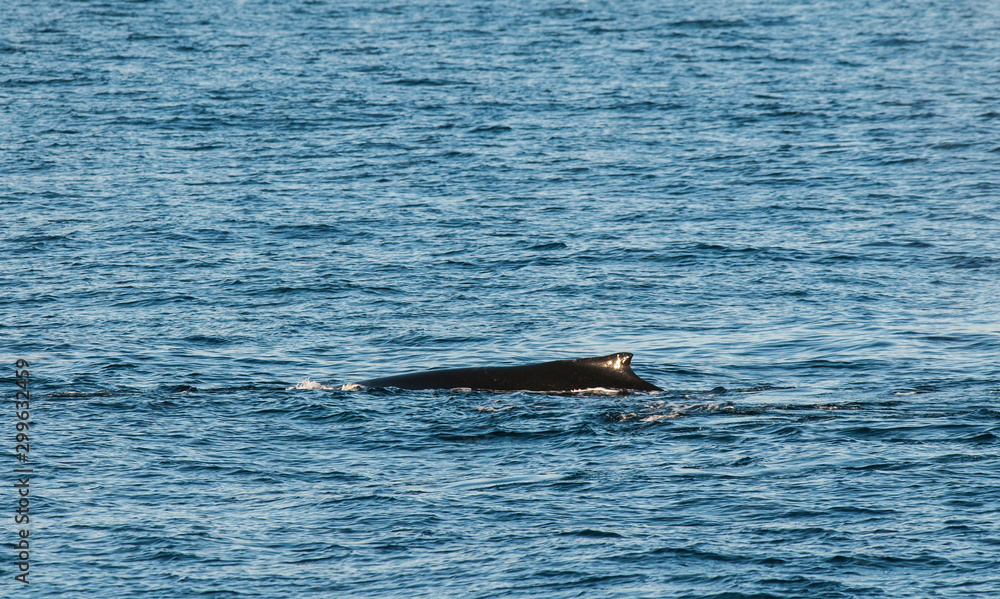 Naklejka premium Humpback whale diving,Megaptera novaeangliae,Antártica.