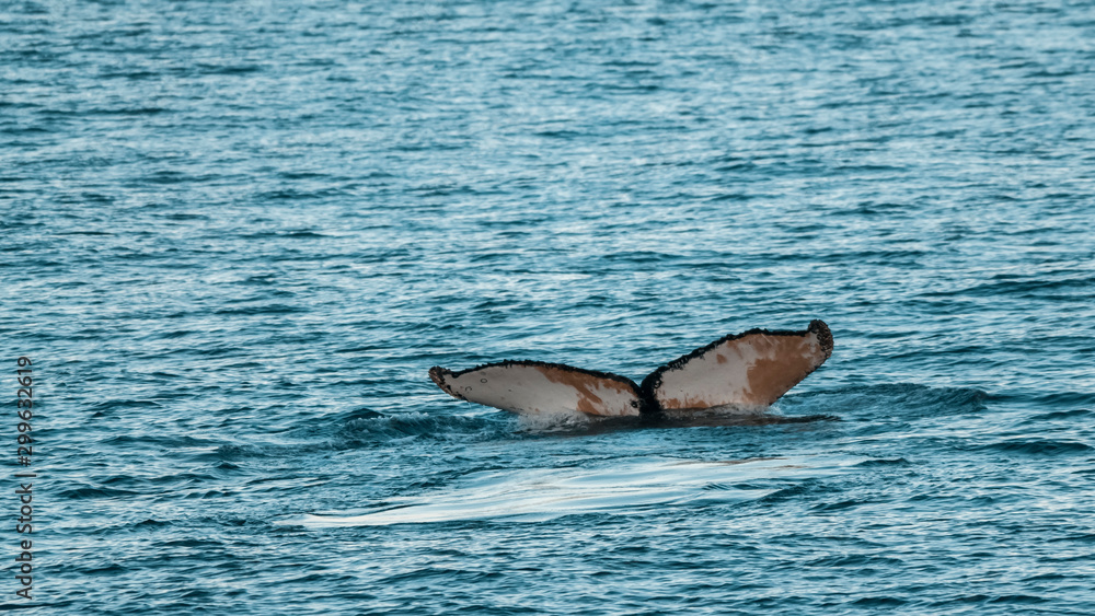 Naklejka premium Humpback whale diving,Megaptera novaeangliae,Antártica.