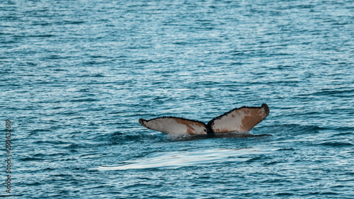 Humpback whale diving Megaptera novaeangliae Ant  rtica.