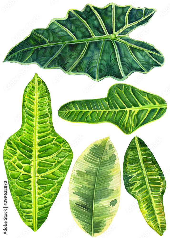 Obraz premium set of green leaves of tropical plants on an isolated white background, watercolor illustration, boranic painting