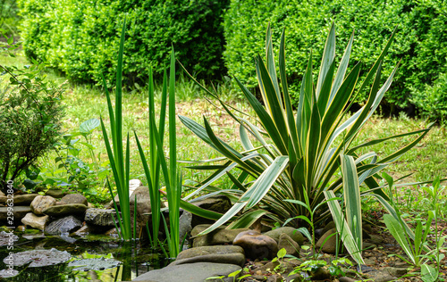 Beautiful striped leaves of Yucca gloriosa Variegata on shore of garden pond. Trimmed boxwood bush Buxus sempervirens on background. Nature concept for design