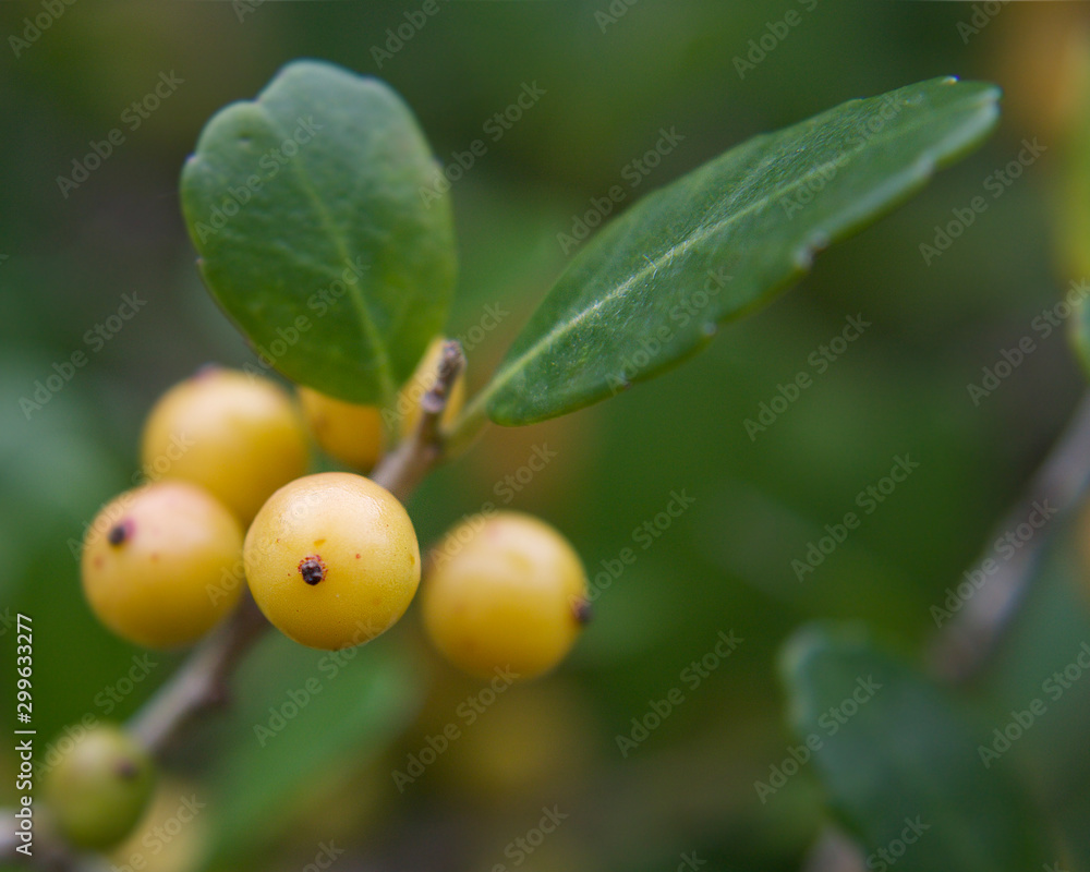 Yellow Wild Berries