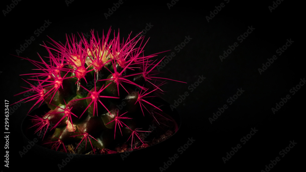 cactus with pink needles on black background