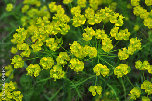In the wild, grows and blooms Euphorbia virgata photo