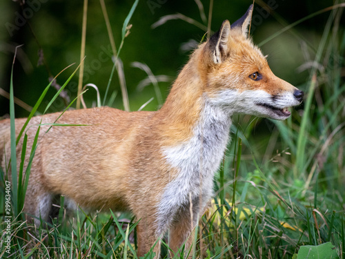 Fox
