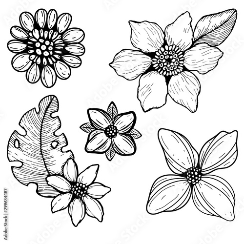 set of 5 plants  flowers drawn by hand. Bluebell  Aster  chamomile  sunflower  poppy. Vector black and white illustration. Elements for seasonal design. Summer blooming flowers.