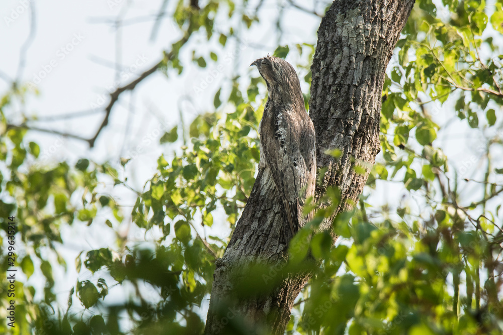 Common Potoo,Nyctibius griseus, Pantanal Magrossense, Brazil Common Potoo,Nyctibius griseus, Pantanal Magrossense, Brazil