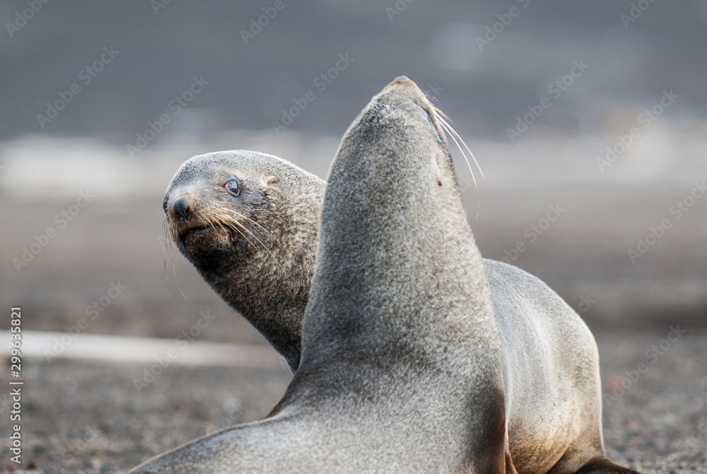 Fototapeta premium Antarctic fur seal,Arctophoca gazella, an beach, Antartic peninsula.