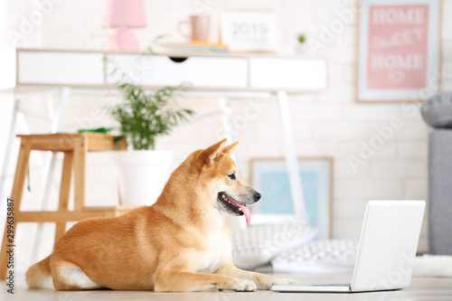 Shiba inu dog lying on the floor at home with laptop computer