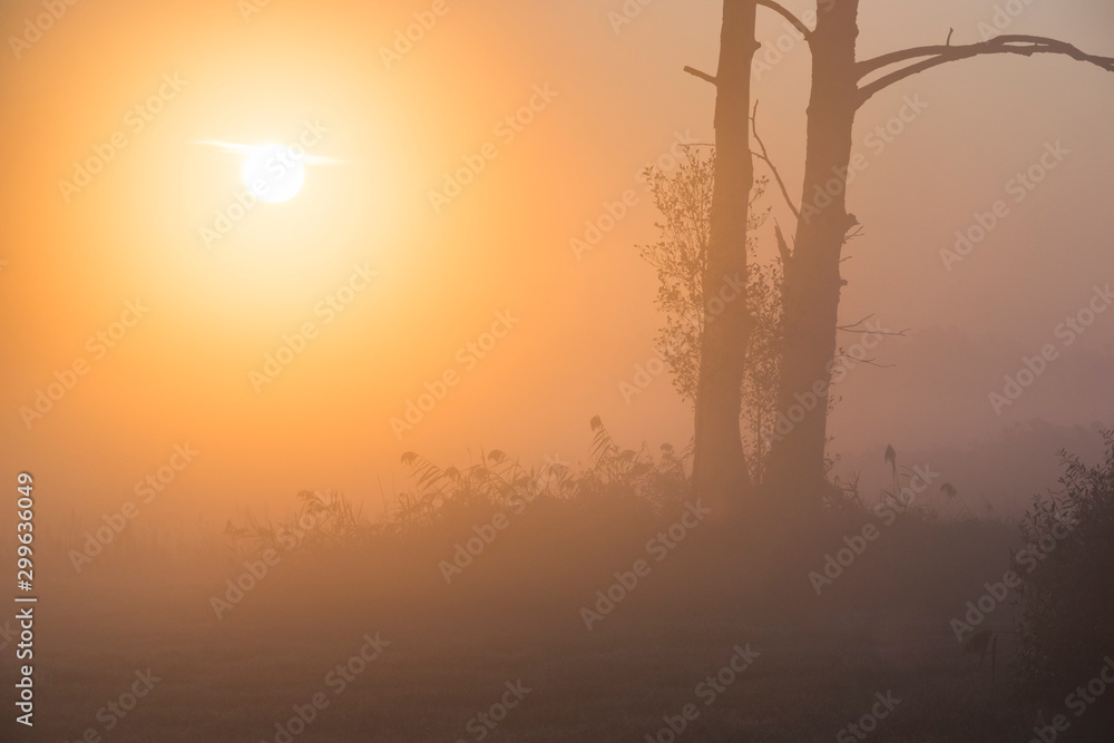 jesienny świt, wschód słońca i drzewa we mgle