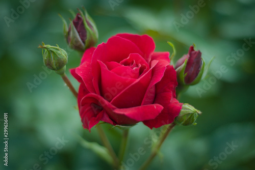 czerwona róza