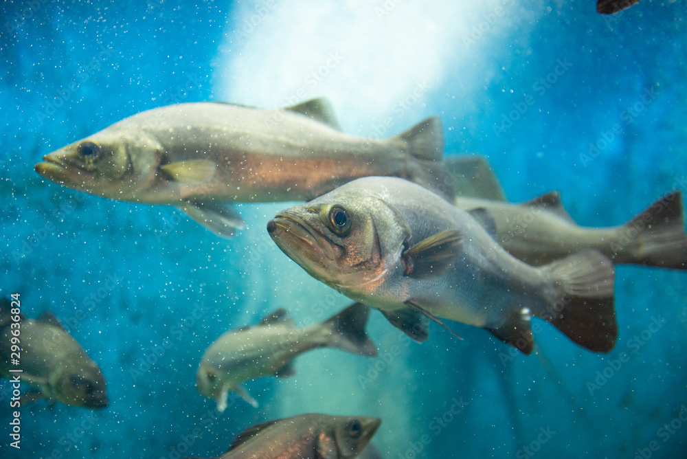 Naklejka premium Flądra japońska