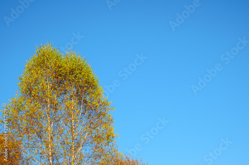 poplar with autumn leaves on the open sky