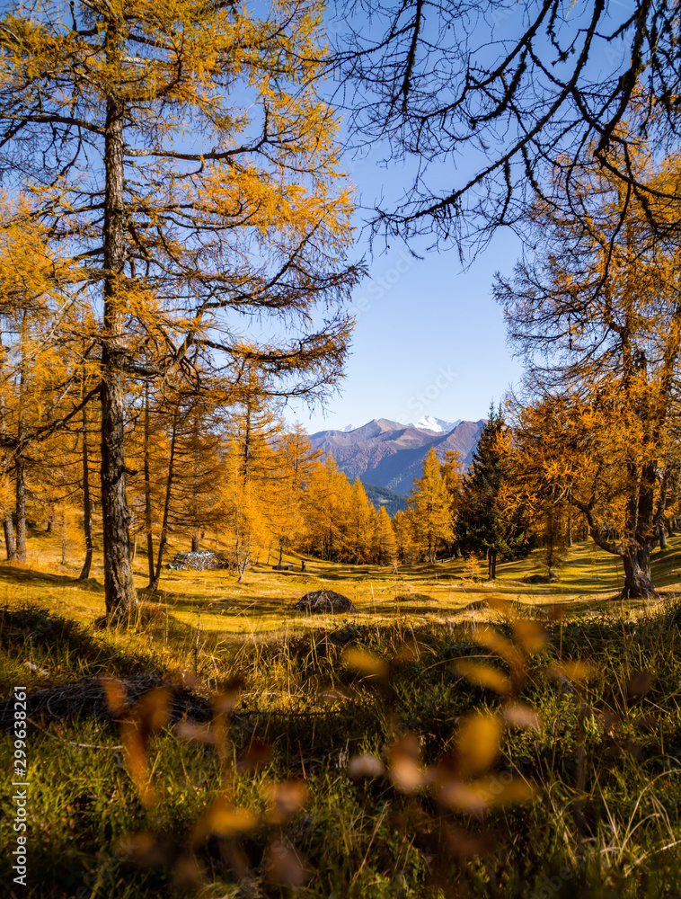 Fototapeta premium Autumn 2019