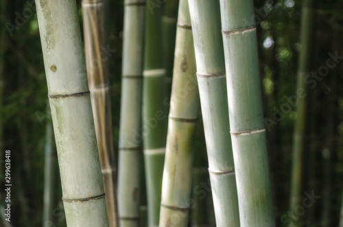 green bamboo grove pattern close up