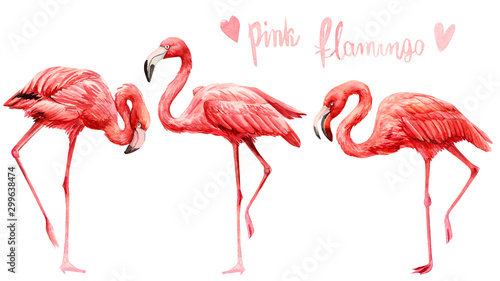 set of cute pink flamingo birds on an isolated white background, watercolor illustration, painting © Hanna