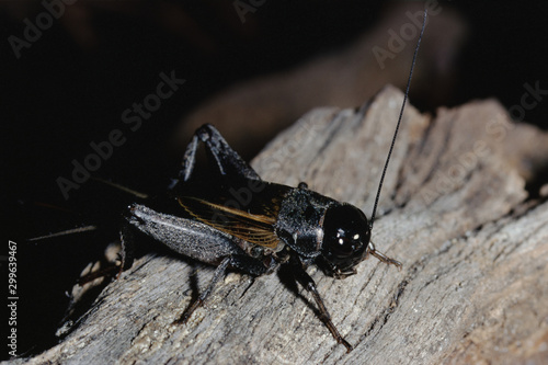 Field Cricket (Gryllus)