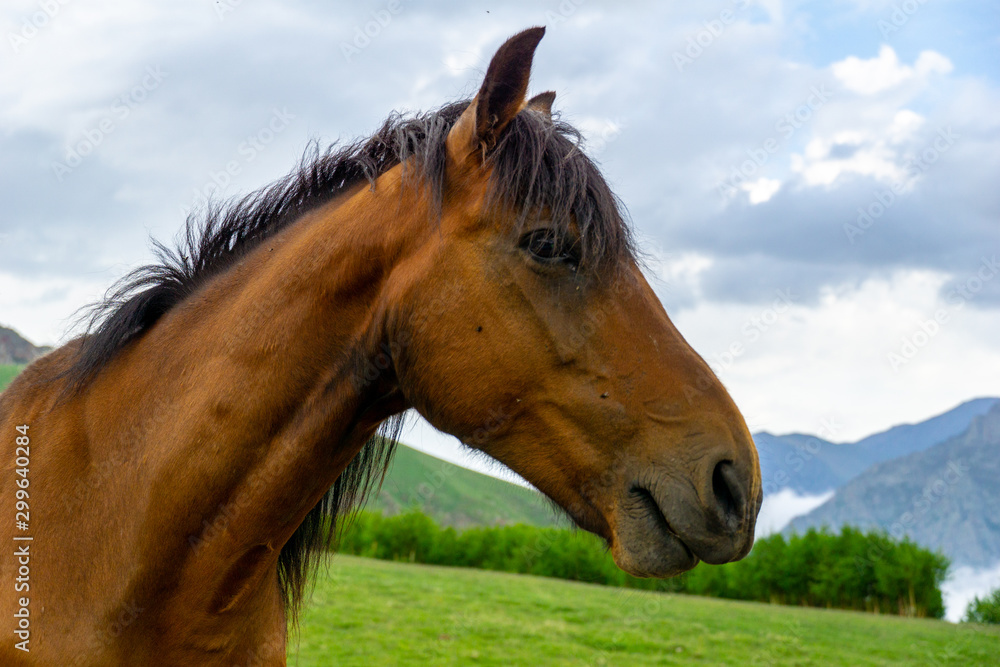 Beautiful brown horse portrait in summer Beautiful brown horse portrait in summer