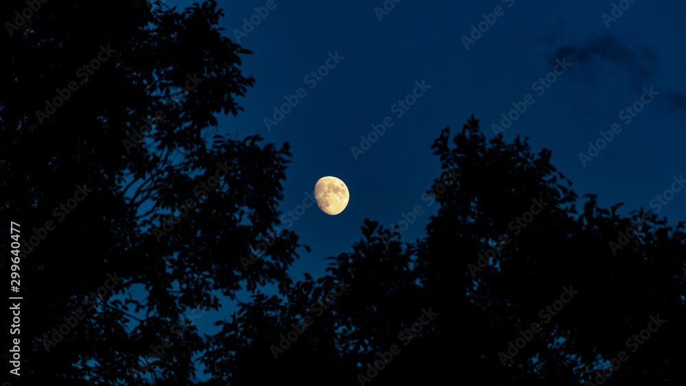 Fototapeta premium Luna entre hojas de arbol