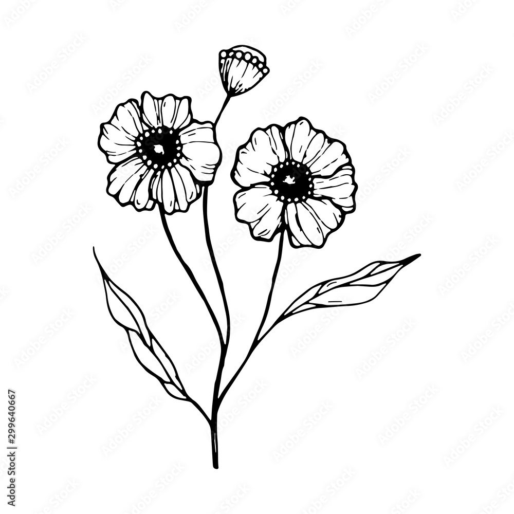 Hand-drawn poppy, black and white vector doodle illustration. object is isolated on a white background.