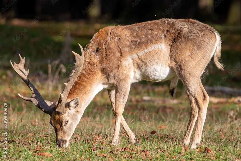 Damwild im Wald