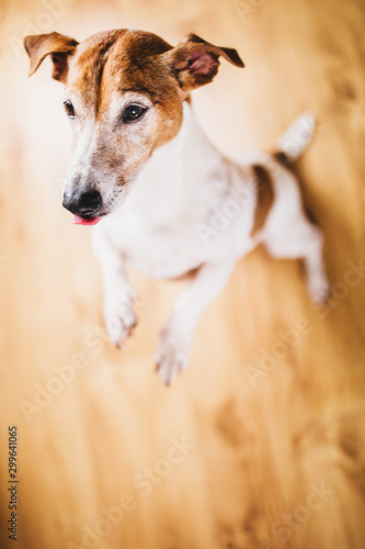 Jack Russell Terrier stands on its hind legs - a fun dog game - asks for a treat © andrey gonchar