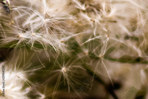 abstract closeup of white wildflower background