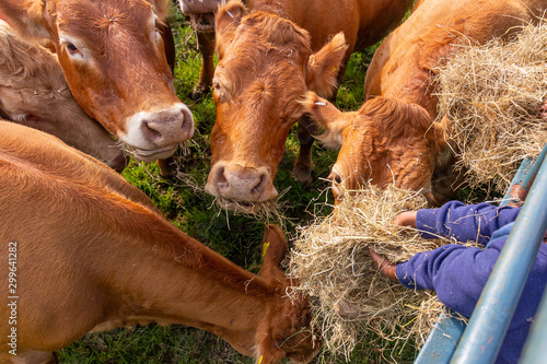 Limousin cows feeding on hay