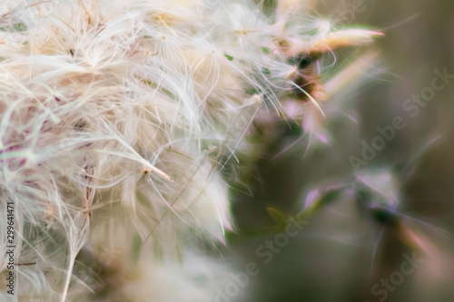 abstract background of wildflower