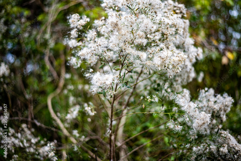 tree with white blossoms tree with white blossoms